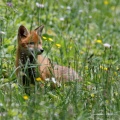 vulpes-vulpes-switzerland-84B518FD-778E-4147-829A-257541FFE166.jpg