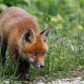 vulpes-vulpes-switzerland-8614F005-05FA-4E36-9A55-FAD35A4D3EE4.jpg