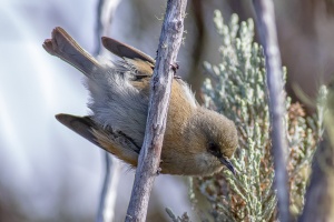 Zosterops borbonicus