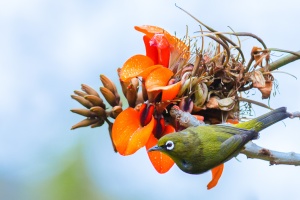 Zosterops capensis (Zosterops du Cap)