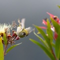 zosterops-olivaceus-reunion-8D03BC8A-94E2-4986-9D70-336685AE6BB4.jpg