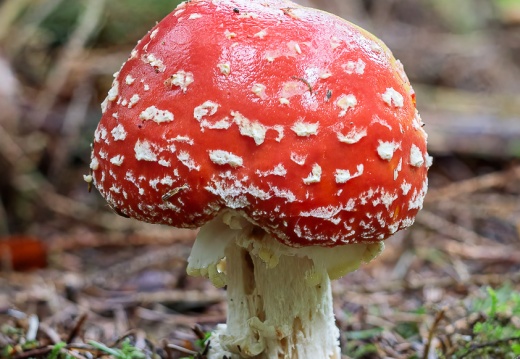 Fungus