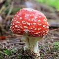 amanita-muscaria-switzerland-28F1FE8A-D16F-4792-B684-C195AE2C4F9A.jpg