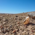 desert-lichen-namibia-14669004-BA48-41D4-927D-B2EC608B64F5.jpg