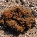 desert-lichen-namibia-3A33B5E0-0DDB-4259-B2B5-E847EB947837.jpg