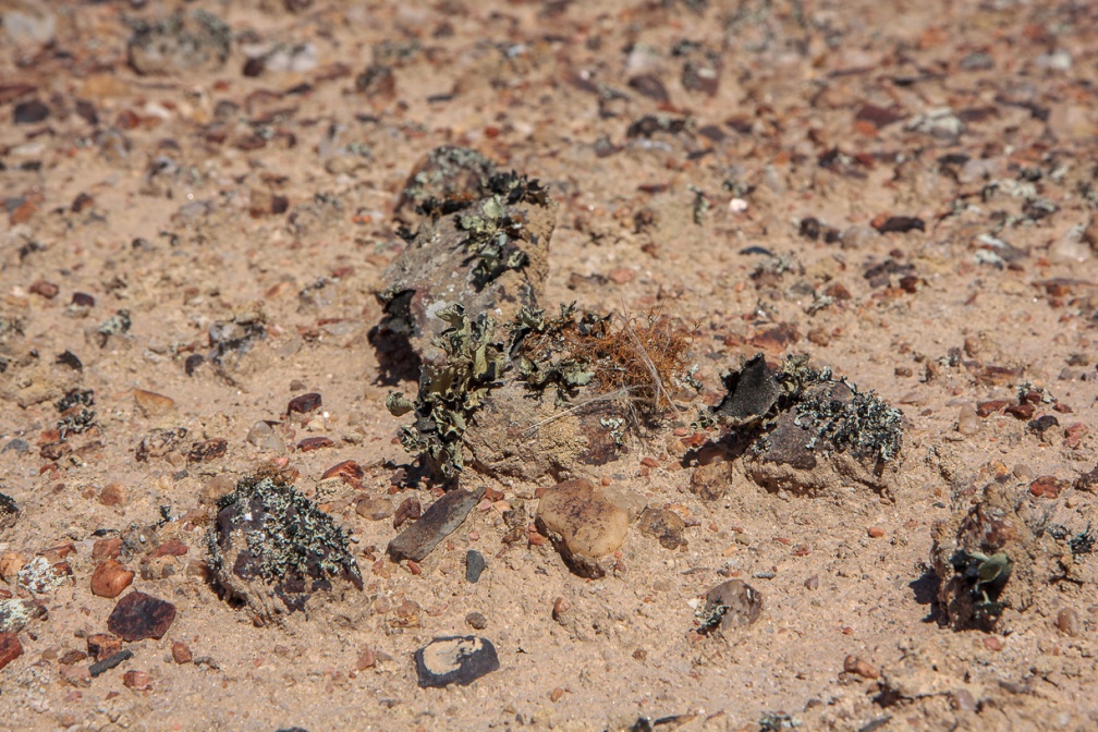 desert-lichen-namibia-BC827C9B-C1AB-4567-B52F-0842614F5304.jpg