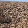 desert-lichen-namibia-EAE538E3-FEB6-40BB-B563-F9F574EC14B6.jpg