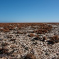 desert-lichen-namibia-F4A8442F-5D9B-41E8-B215-C7631EB4EE47.jpg