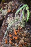 Lichen