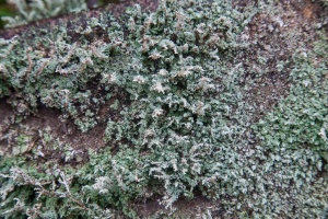 Lichen