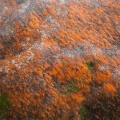 lichen-lichen-guadeloupe-97364886-B16A-4DC4-BA98-D122C386E263.jpg