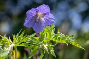 Geranium pratense L.