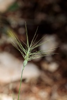 Aegilops geniculata Roth