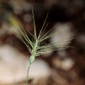 Aegilops-geniculata-France-B0C60C46-5838-421D-AD75-773B9CC5E1F0.jpg
