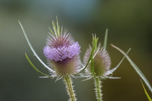 Dipsacus fullonum L.