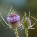 Dipsacus-fullonum-France-575BB5A1-286E-4E1A-BA85-7390616F44CB.jpg