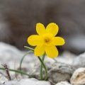 Narcissus-assoanus-france-D3DB18B3-88C5-4EB3-9150-8931B0EFD4F1.jpg