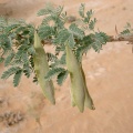 acacia-ehrenbergiana-saudi-arabia-EFFF5756-4B7A-11DC-8D9F-000A95CA2156.jpg