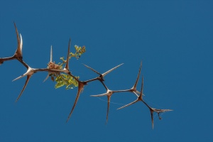 Acacia erioloba E.Mey.