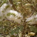 acacia-hamulosa-saudi-arabia-3E9F0DF6-4FCF-11DC-BC6E-000A95CA2156.jpg