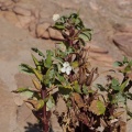 acanthaceae-sp-indet-1-namibia-E16D5E03-E66E-4508-8517-F9BCE82BFAE3.jpg