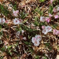 acantholimon-pamiricum-tajikistan-980B6FD6-4DA0-472F-9A39-BC4EFD8013EF.jpg