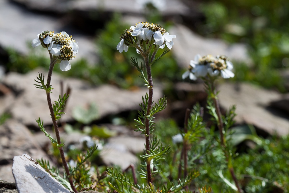 achillea-atrata-switzerland-4857A855-BE24-45DF-BDEA-D1CDAE4D8B5B.jpg