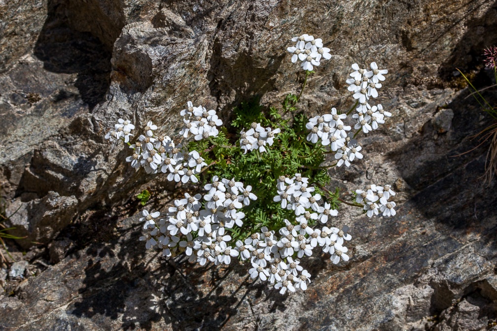achillea-erba-rotta-austria-445F9B67-3565-498C-8B1B-CF3CD270B8FC.jpg