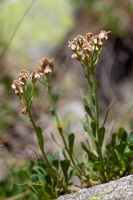 achillea-erba-rotta-france-B325FD0B-3390-47A2-8B18-2A4C3D6C45AA.jpg
