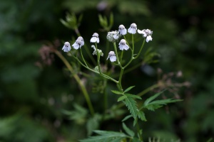 Achillea macrophylla L.