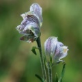aconitum-rotundifolium-kyrgyzstan-DEBA0B5B-1D06-4443-87B1-00E6B581FE07.jpg