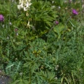 aconitum-vulparia-switzerland-4AF4F7AB-4733-11DC-8E52-000A95CA2156.jpg