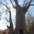 adansonia-digitata-namibia-B335F03B-36FE-4A6E-B910-F46A9B1FD931.jpg
