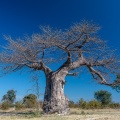 adansonia-digitata-namibia-D1F6DFC7-DB50-4E67-9C97-A57D28C5B12F.jpg