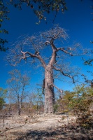 Adansonia digitata L.