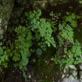 adiantum-capillus-veneris-canaries-la-palma-4B47A2E0-D53A-4125-9089-E70754C679B2.jpg