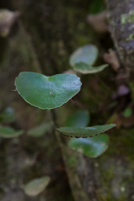 adiantum-reniforme-canaries-la-palma-760E4111-8061-40BE-907D-BC810E50A8C3.jpg