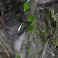 adiantum-reniforme-canaries-la-palma-8A377E80-3A53-4AFB-AA52-A375B8372FDB.jpg