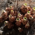 aeonium-aureum-canaries-la-palma-58352E21-43F8-4F81-A8B3-9ED1CFE36048.jpg