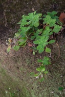 Aeonium goochiae Webb & Berthel.