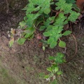 aeonium-goochiae-canaries-la-palma-75542D19-A77F-45F7-992B-04AF12F8C221.jpg