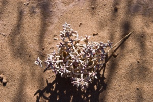 Agathophora alopecuroides (Delile) Fenzl ex Bunge