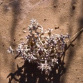 agathophora-alopecuroides-saudi-arabia-E7718213-49F7-11DC-AE28-000A95CA2156.jpg