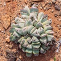 aizoaceae-sp-south-africa-1A044C3E-335E-4D0B-A263-58A093E5C92B.jpg