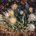 aizoaceae-sp-south-africa-24CE93AD-01CB-4440-B177-78E4133C99F9.jpg