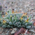 aizoaceae-sp-south-africa-4A8521A4-B57A-4B11-B57C-72DDBE5C1CD5.jpg