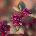 aizoaceae-sp-south-africa-E369D8C6-0B70-4EB5-B340-9E078F892145.jpg