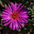 aizoaceae-sp-south-africa-E6CD9AE0-BDF4-4C97-8D05-C3C547A1800B.jpg