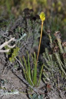 Albuca, sp. indet. 1
