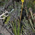 albuca-sp-south-africa-CF77AA26-1930-48CD-9B1E-6540189D6ADF.jpg